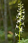 BB 05 0186 / Platanthera bifolia / Nattfiol